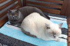 Layla ist 1,5 Jahre alt und lebt mit Gonzo bei einer ganz lieben Familie in Wien