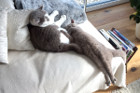 Pablo alias Picasso ist 5 Monate alt und lebt mit Pablo in Steyr