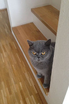 Idefix alias Sir Leopold ist gute 3 Jahre alt und lebt in OÖ