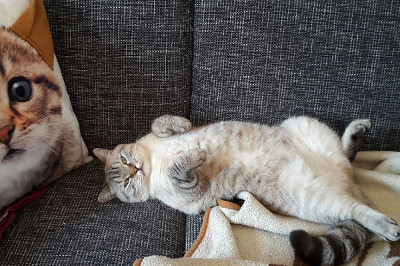 Kasper ist gute 2 Jahre alt und lebt in OÖ
