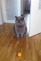 Idefix alias Sir Leopold ist 3 Jahre alt und lebt in Wels/OÖ