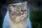Rico ist 5,5 Jahre alt und lebt mit seiner Tochter Chiara in Bad Ischl/OÖ