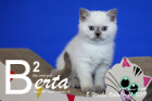 Berta ist 8 Wochen alt ( 11.10.2019 )