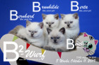 Unser B2-Wurf ist 8 Wochen alt ( 11.10.2019 )