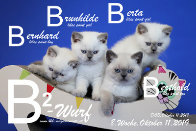 Unser B2-Wurf ist 8 Wochen alt ( 11.10.2019 )