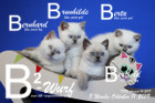 Unser B2-Wurf ist 8 Wochen alt ( 11.10.2019 )