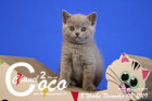 Coco Chanel ist 8 Wochen alt ( 03.11.2019 )