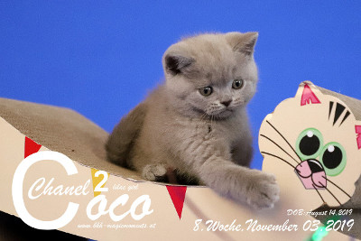 Coco Chanel ist 8 Wochen alt ( 03.11.2019 )
