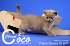 Coco Chanel ist 8 Wochen alt ( 03.11.2019 )