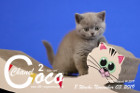 Coco Chanel ist 8 Wochen alt ( 03.11.2019 )