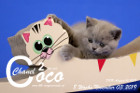 Coco Chanel ist 8 Wochen alt ( 03.11.2019 )