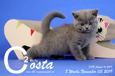 Costa ist 8 Wochen alt ( 03.11.2019 )