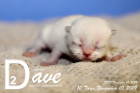 Dave ist 10 Tage alt ( 10.11.2019 )