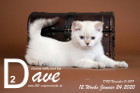 Dave ist 12 Wochen alt ( 24.01.2020 )