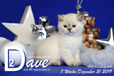 Dave ist 7 Wochen alt ( 21.12.2019 )