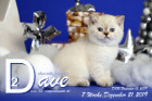 Dave ist 7 Wochen alt ( 21.12.2019 )