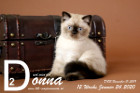 Donna ist 12 Wochen alt ( 24.01.2020 )