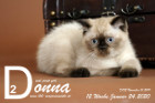 Donna ist 12 Wochen alt ( 24.01.2020 )