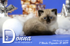 Donna ist 7 Wochen alt ( 21.12.2019 )