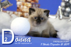 Donna ist 7 Wochen alt ( 21.12.2019 )