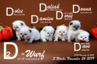 Unser D2-Wurf ist 3 Wochen alt ( 24.11.2019 )
