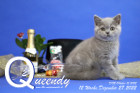 Queendy ist 12 Wochen alt ( 27.12.2022 )