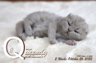 Queendy ist 2 Wochen alt ( 26.10.2022 )