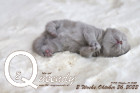 Queendy ist 2 Wochen alt ( 26.10.2022 )