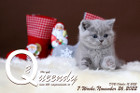 Queendy ist 7 Wochen alt ( 26.11.2022 )