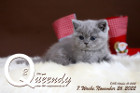 Queendy ist 7 Wochen alt ( 26.11.2022 )