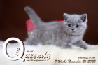 Queendy ist 7 Wochen alt ( 26.11.2022 )