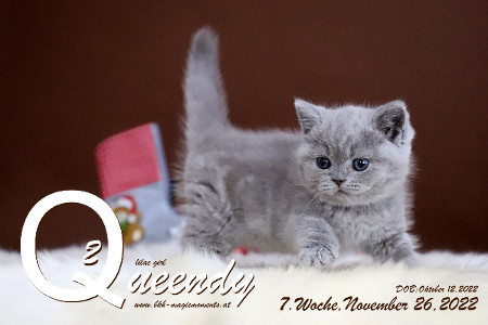 Queendy ist 7 Wochen alt ( 26.11.2022 )