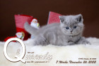 Queendy ist 7 Wochen alt ( 26.11.2022 )