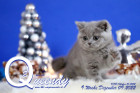 Queendy ist 9 Wochen alt ( 09.12.2022 )