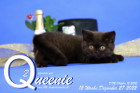 Queenie ist 12 Wochen alt ( 27.12.2022 )