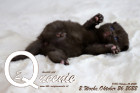 Queenie ist 2 Wochen alt ( 26.10.2022 )