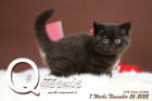 Queenie ist 7 Wochen alt ( 26.11.2022 )