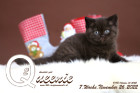 Queenie ist 7 Wochen alt ( 26.11.2022 )