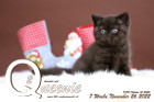 Queenie ist 7 Wochen alt ( 26.11.2022 )
