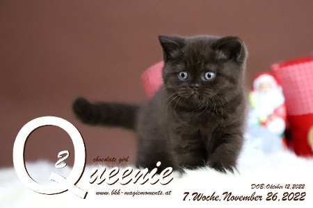 Queenie ist 7 Wochen alt ( 26.11.2022 )