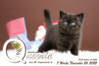 Queenie ist 7 Wochen alt ( 26.11.2022 )