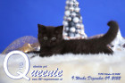 Queenie ist 9 Wochen alt ( 09.12.2022 )