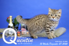Quentin ist 12 Wochen alt ( 27.12.2022 )