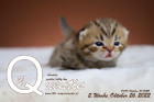 Quentin ist 2 Wochen alt ( 26.10.2022 )