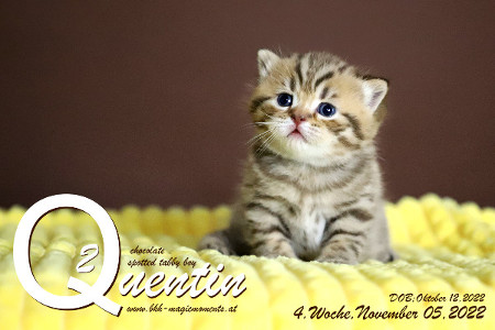 Quentin ist 4 Wochen alt ( 05.11.2022 )