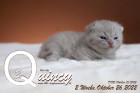 Quincy ist 2 Wochen alt ( 26.10.2022 )