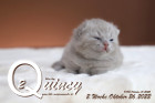 Quincy ist 2 Wochen alt ( 26.10.2022 )