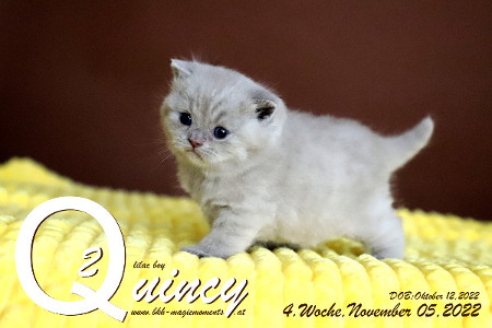Quincy ist 4 Wochen alt ( 05.11.2022 )