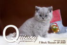 Quincy ist 7 Wochen alt ( 26.11.2022 )