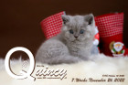 Quincy ist 7 Wochen alt ( 26.11.2022 )